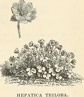 Picture 64 of 91 from Descriptive catalogue of hardy ornamental trees, shrubs, herbaceous perennial plants, etc. : twenty-fourth edition (1880), leaf 108