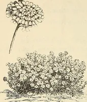 An illustration from Descriptive catalogue of hardy ornamental trees, shrubs, herbaceous perennial plants, etc. : twenty-fourth edition (1880)
