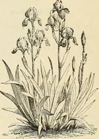 Picture 66 of 91 from Descriptive catalogue of hardy ornamental trees, shrubs, herbaceous perennial plants, etc. : twenty-fourth edition (1880), leaf 109