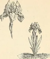 Picture 67 of 91 from Descriptive catalogue of hardy ornamental trees, shrubs, herbaceous perennial plants, etc. : twenty-fourth edition (1880), leaf 110