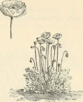 Picture 69 of 91 from Descriptive catalogue of hardy ornamental trees, shrubs, herbaceous perennial plants, etc. : twenty-fourth edition (1880), leaf 112
