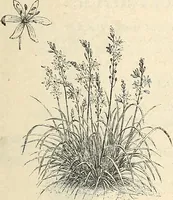 Picture 70 of 91 from Descriptive catalogue of hardy ornamental trees, shrubs, herbaceous perennial plants, etc. : twenty-fourth edition (1880), leaf 112