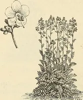 Picture 72 of 91 from Descriptive catalogue of hardy ornamental trees, shrubs, herbaceous perennial plants, etc. : twenty-fourth edition (1880), leaf 113