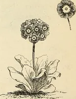 Picture 73 of 91 from Descriptive catalogue of hardy ornamental trees, shrubs, herbaceous perennial plants, etc. : twenty-fourth edition (1880), leaf 113