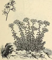 Picture 75 of 91 from Descriptive catalogue of hardy ornamental trees, shrubs, herbaceous perennial plants, etc. : twenty-fourth edition (1880), leaf 114