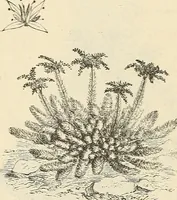 An illustration from Descriptive catalogue of hardy ornamental trees, shrubs, herbaceous perennial plants, etc. : twenty-fourth edition (1880)