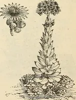 Picture 77 of 91 from Descriptive catalogue of hardy ornamental trees, shrubs, herbaceous perennial plants, etc. : twenty-fourth edition (1880), leaf 115