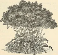 Picture 78 of 91 from Descriptive catalogue of hardy ornamental trees, shrubs, herbaceous perennial plants, etc. : twenty-fourth edition (1880), leaf 116