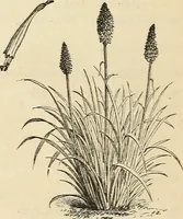 An illustration from Descriptive catalogue of hardy ornamental trees, shrubs, herbaceous perennial plants, etc. : twenty-fourth edition (1880)
