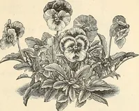 An illustration from Descriptive catalogue of hardy ornamental trees, shrubs, herbaceous perennial plants, etc. : twenty-fourth edition (1880)