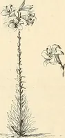 Picture 85 of 91 from Descriptive catalogue of hardy ornamental trees, shrubs, herbaceous perennial plants, etc. : twenty-fourth edition (1880), leaf 120