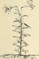 An illustration from Descriptive catalogue of hardy ornamental trees, shrubs, herbaceous perennial plants, etc. : twenty-fourth edition (1880)