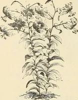 An illustration from Descriptive catalogue of hardy ornamental trees, shrubs, herbaceous perennial plants, etc. : twenty-fourth edition (1880)