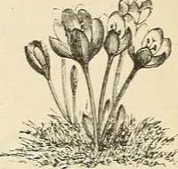 An illustration from Descriptive catalogue of hardy ornamental trees, shrubs, herbaceous perennial plants, etc. : twenty-fourth edition (1880)