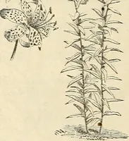 Picture 89 of 91 from Descriptive catalogue of hardy ornamental trees, shrubs, herbaceous perennial plants, etc. : twenty-fourth edition (1880), leaf 121