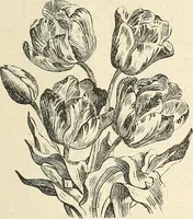 An illustration from Descriptive catalogue of hardy ornamental trees, shrubs, herbaceous perennial plants, etc. : twenty-fourth edition (1880)