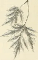 An illustration from Descriptive catalogue of hardy ornamental trees, shrubs, herbaceous perennial plants, etc. : twenty-fourth edition (1880)