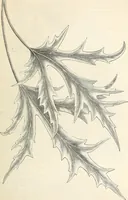 An illustration from Descriptive catalogue of hardy ornamental trees, shrubs, herbaceous perennial plants, etc. : twenty-fourth edition (1880)
