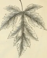 An illustration from Descriptive catalogue of hardy ornamental trees, shrubs, herbaceous perennial plants, etc. : twenty-fourth edition (1880)