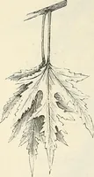 An illustration from Descriptive catalogue of hardy ornamental trees, shrubs, herbaceous perennial plants, etc. : twenty-fourth edition (1880)