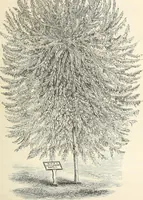 An illustration from Descriptive catalogue of hardy ornamental trees, shrubs, herbaceous perennial plants, etc. : twenty-fourth edition (1880)
