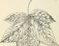 An illustration from Descriptive catalogue of hardy ornamental trees, shrubs, herbaceous perennial plants, etc. : twenty-fourth edition (1880)