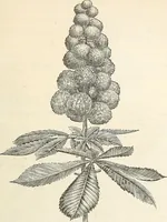 Picture 8 of 91 from Descriptive catalogue of hardy ornamental trees, shrubs, herbaceous perennial plants, etc. : twenty-fourth edition (1880), leaf 18