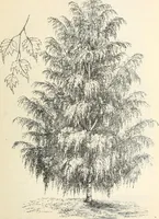 An illustration from Descriptive catalogue of hardy ornamental trees, shrubs, herbaceous perennial plants, etc. : twenty-fourth edition (1880)