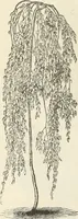 Picture 10 of 91 from Descriptive catalogue of hardy ornamental trees, shrubs, herbaceous perennial plants, etc. : twenty-fourth edition (1880), leaf 21