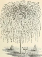 Picture 11 of 91 from Descriptive catalogue of hardy ornamental trees, shrubs, herbaceous perennial plants, etc. : twenty-fourth edition (1880), leaf 22
