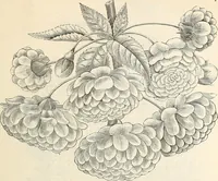 An illustration from Descriptive catalogue of hardy ornamental trees, shrubs, herbaceous perennial plants, etc. : twenty-fourth edition (1880)