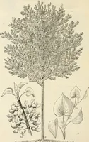 An illustration from Descriptive catalogue of hardy ornamental trees, shrubs, herbaceous perennial plants, etc. : twenty-fourth edition (1880)