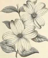 An illustration from Descriptive catalogue of hardy ornamental trees, shrubs, herbaceous perennial plants, etc. : twenty-fourth edition (1880)