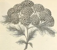 Picture 15 of 91 from Descriptive catalogue of hardy ornamental trees, shrubs, herbaceous perennial plants, etc. : twenty-fourth edition (1880), leaf 28