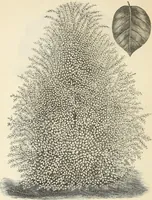 Picture 16 of 91 from Descriptive catalogue of hardy ornamental trees, shrubs, herbaceous perennial plants, etc. : twenty-fourth edition (1880), leaf 29