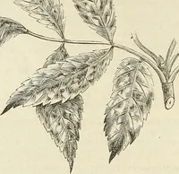 An illustration from Descriptive catalogue of hardy ornamental trees, shrubs, herbaceous perennial plants, etc. : twenty-fourth edition (1880)