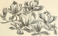 Picture 19 of 91 from Descriptive catalogue of hardy ornamental trees, shrubs, herbaceous perennial plants, etc. : twenty-fourth edition (1880), leaf 34