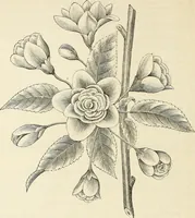 An illustration from Descriptive catalogue of hardy ornamental trees, shrubs, herbaceous perennial plants, etc. : twenty-fourth edition (1880)