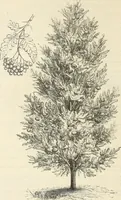 Picture 21 of 91 from Descriptive catalogue of hardy ornamental trees, shrubs, herbaceous perennial plants, etc. : twenty-fourth edition (1880), leaf 39