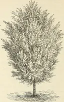 Picture 22 of 91 from Descriptive catalogue of hardy ornamental trees, shrubs, herbaceous perennial plants, etc. : twenty-fourth edition (1880), leaf 41