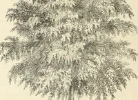 An illustration from Descriptive catalogue of hardy ornamental trees, shrubs, herbaceous perennial plants, etc. : twenty-fourth edition (1880)