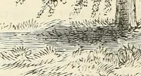 An illustration from Descriptive catalogue of hardy ornamental trees, shrubs, herbaceous perennial plants, etc. : twenty-fourth edition (1880)