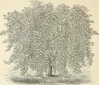 An illustration from Descriptive catalogue of hardy ornamental trees, shrubs, herbaceous perennial plants, etc. : twenty-fourth edition (1880)