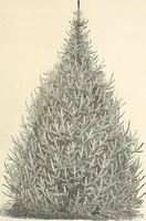 Picture 26 of 91 from Descriptive catalogue of hardy ornamental trees, shrubs, herbaceous perennial plants, etc. : twenty-fourth edition (1880), leaf 50