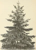 An illustration from Descriptive catalogue of hardy ornamental trees, shrubs, herbaceous perennial plants, etc. : twenty-fourth edition (1880)