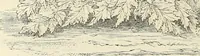 An illustration from Descriptive catalogue of hardy ornamental trees, shrubs, herbaceous perennial plants, etc. : twenty-fourth edition (1880)