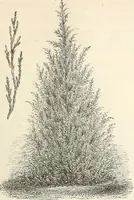 An illustration from Descriptive catalogue of hardy ornamental trees, shrubs, herbaceous perennial plants, etc. : twenty-fourth edition (1880)