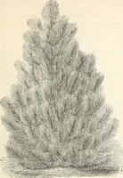 Picture 30 of 91 from Descriptive catalogue of hardy ornamental trees, shrubs, herbaceous perennial plants, etc. : twenty-fourth edition (1880), leaf 58