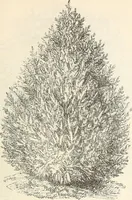 Picture 31 of 91 from Descriptive catalogue of hardy ornamental trees, shrubs, herbaceous perennial plants, etc. : twenty-fourth edition (1880), leaf 60