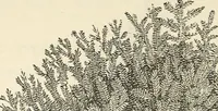 An illustration from Descriptive catalogue of hardy ornamental trees, shrubs, herbaceous perennial plants, etc. : twenty-fourth edition (1880)